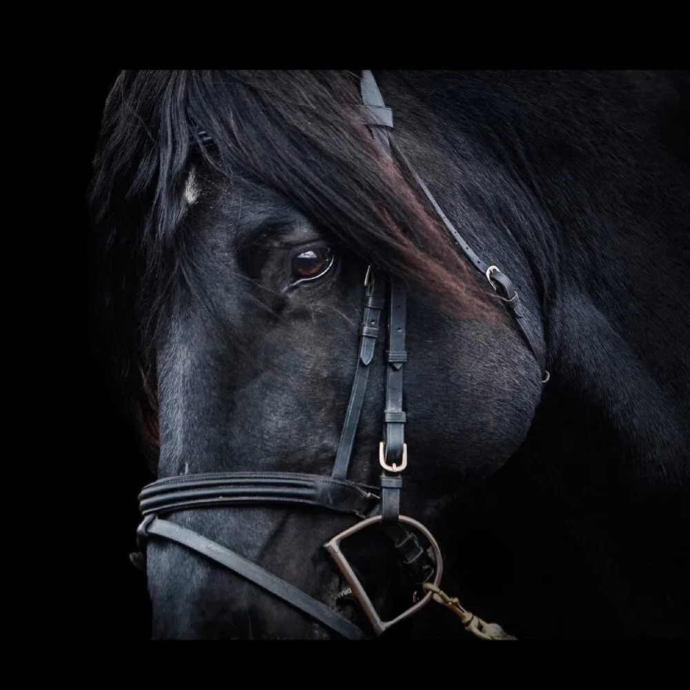Horse Calendar 2026 Equine Calendar Equestrian Decor Stallion Foal Colt Pictures
